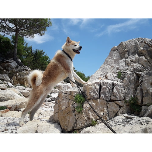 Mr.Pet spletna trgovina