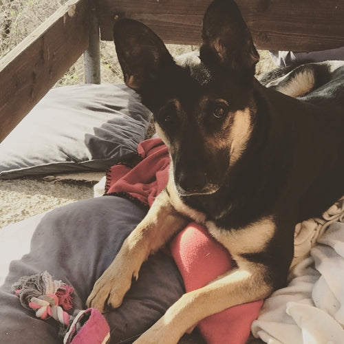 Mr.Pet spletna trgovina