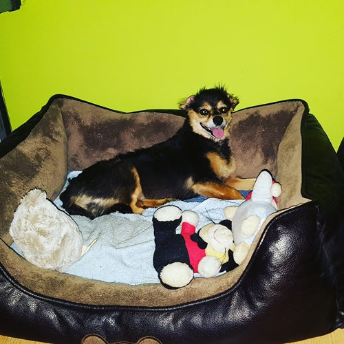 Mr.Pet spletna trgovina