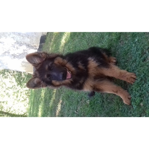 Mr.Pet spletna trgovina
