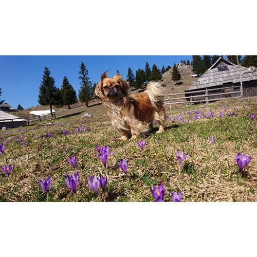 Mr.Pet spletna trgovina