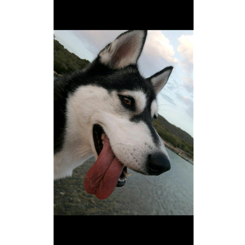 Mr.Pet spletna trgovina