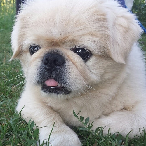 Mr.Pet spletna trgovina