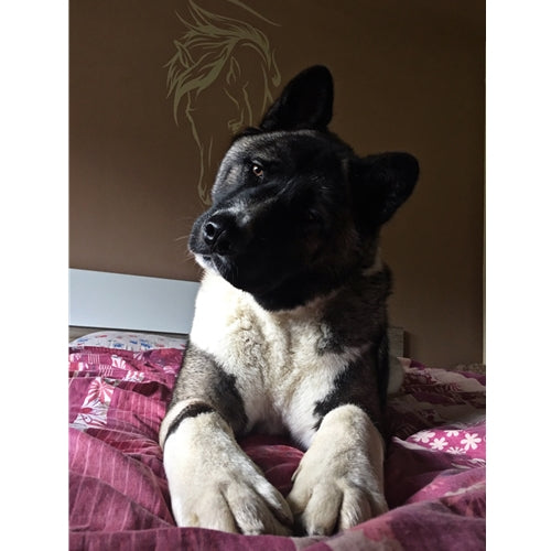 Mr.Pet spletna trgovina