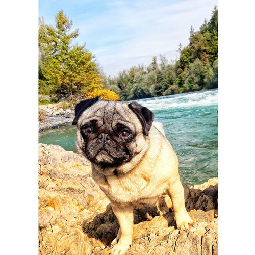 Mr.Pet spletna trgovina