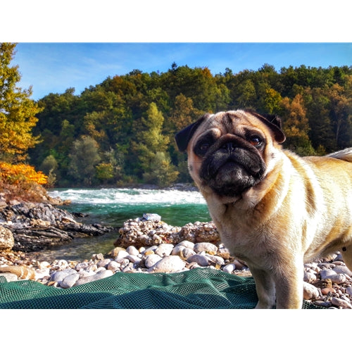Mr.Pet spletna trgovina