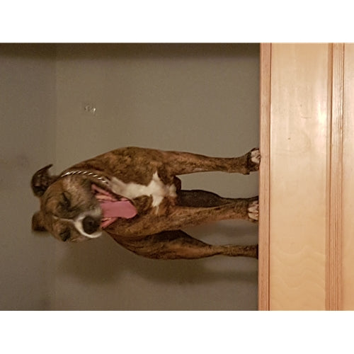 Mr.Pet spletna trgovina