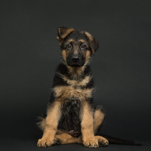 Mr.Pet spletna trgovina