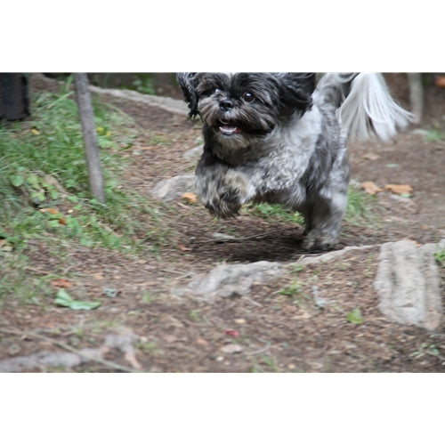 Mr.Pet spletna trgovina