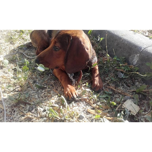 Mr.Pet spletna trgovina