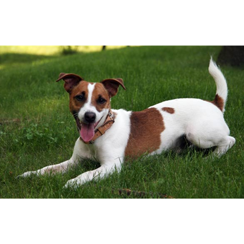 Mr.Pet spletna trgovina
