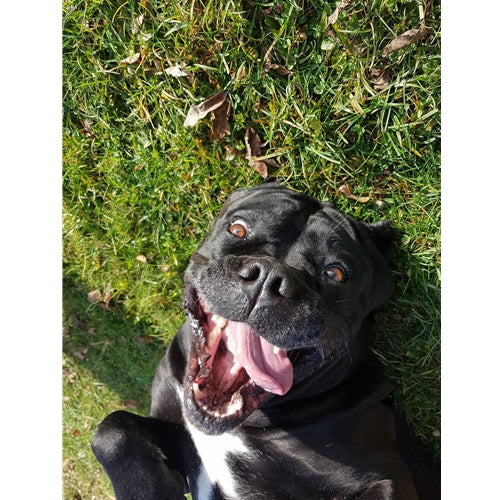 Spletna trgovina Mr.Pet