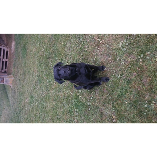 Spletna trgovina Mr.Pet