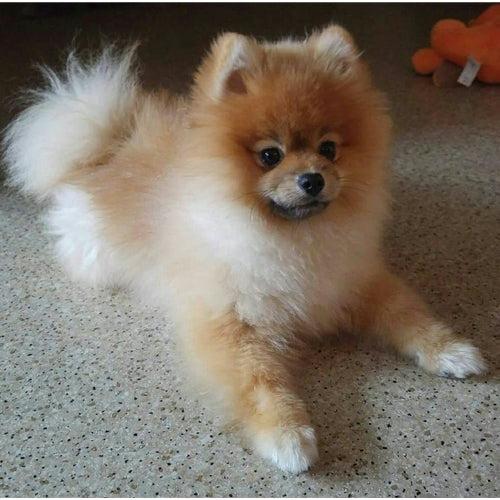 Mr.Pet spletna trgovina