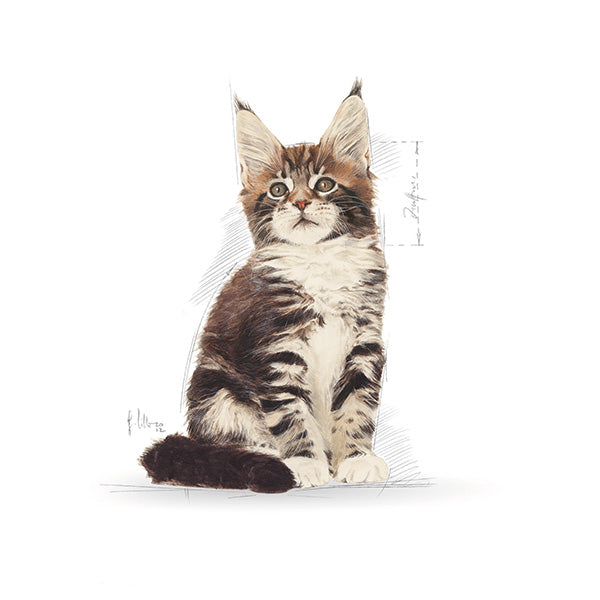 Royal Canin Maine Coon Kitten - 2 kg (3)