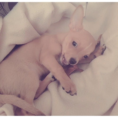 Mr.Pet spletna trgovina