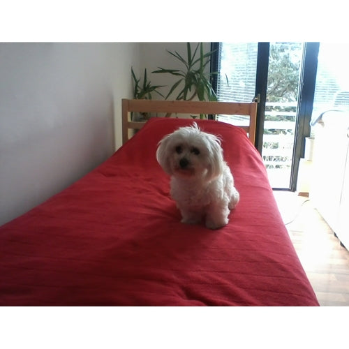 Mr.Pet spletna trgovina
