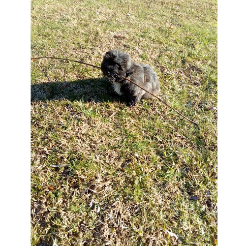 Mr.Pet spletna trgovina