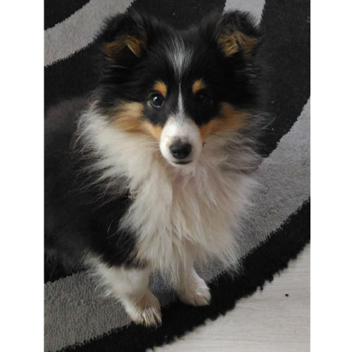 Mr.Pet spletna trgovina