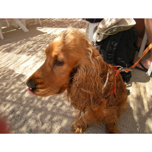 Mr.Pet spletna trgovina