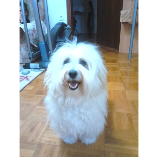 Mr.Pet spletna trgovina