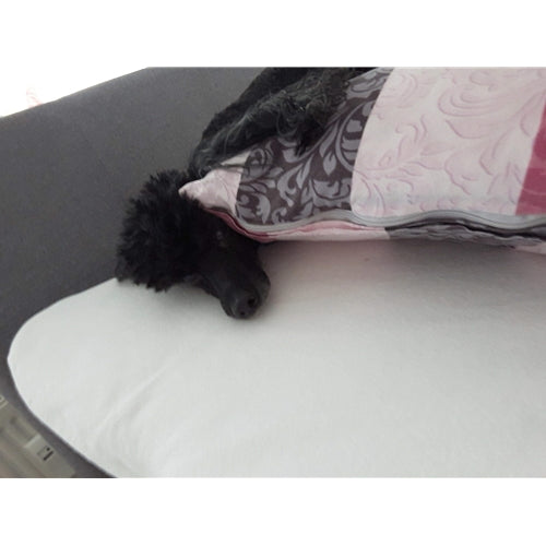 Mr.Pet spletna trgovina