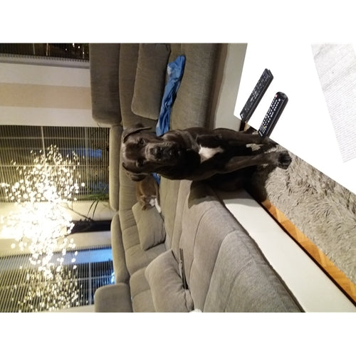 Mr.Pet spletna trgovina