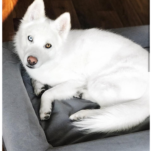 Mr.Pet spletna trgovina