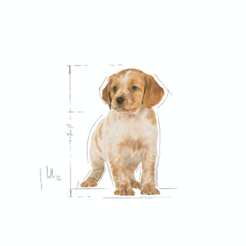 Royal Canin Medium Puppy (4)