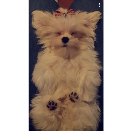 Mr.Pet spletna trgovina