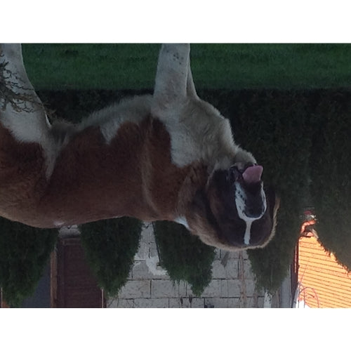 Mr.Pet spletna trgovina