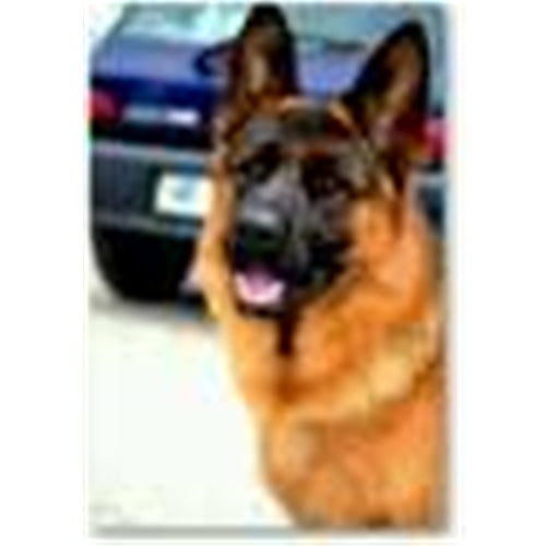 Mr.Pet spletna trgovina