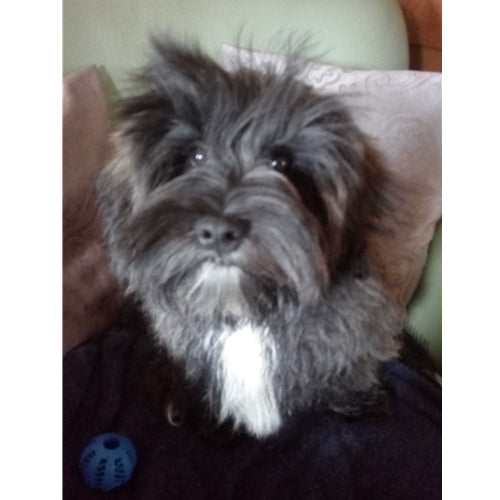 Mr.Pet spletna trgovina