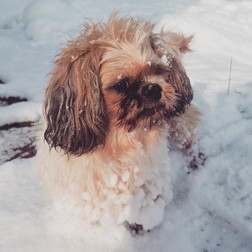Mr.Pet spletna trgovina