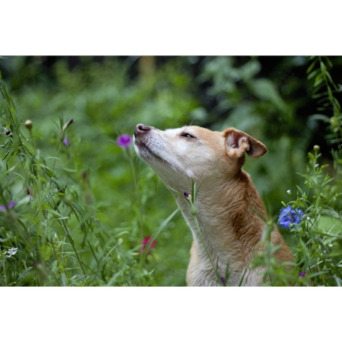 Mr.Pet spletna trgovina
