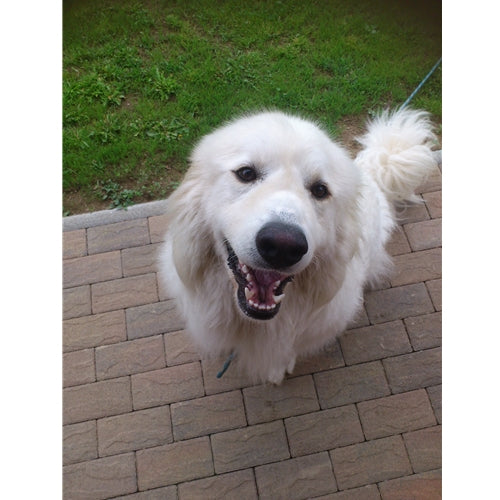 Mr.Pet spletna trgovina