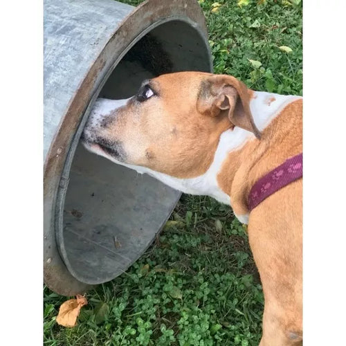 Spletna trgovina Mr.Pet