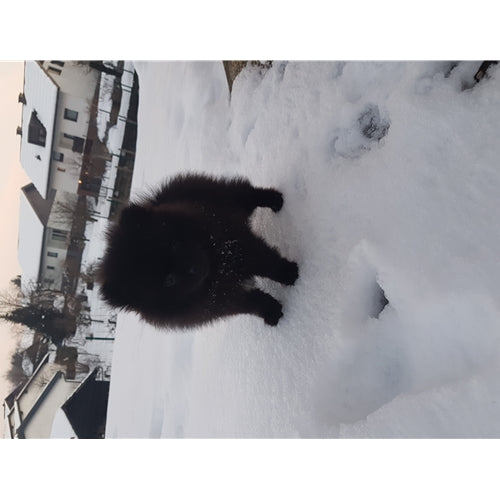 Mr.Pet spletna trgovina
