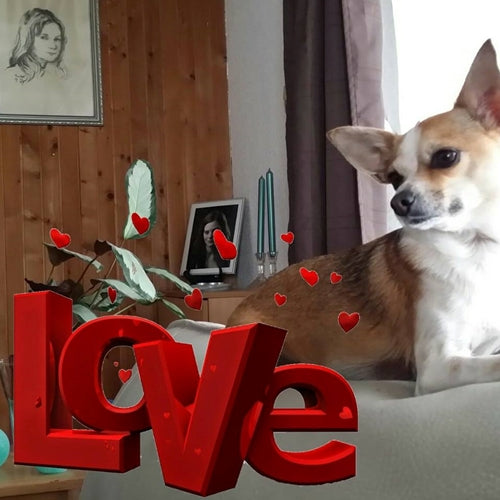 Mr.Pet spletna trgovina