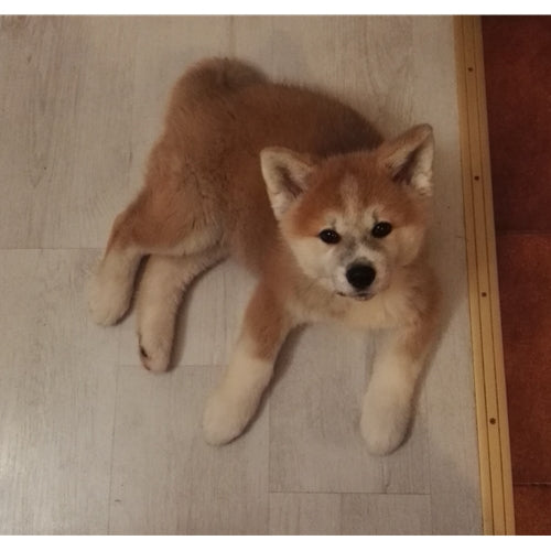 Mr.Pet spletna trgovina