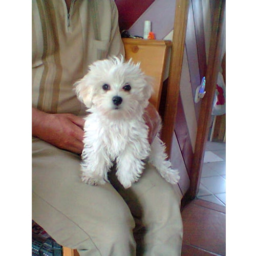Mr.Pet spletna trgovina