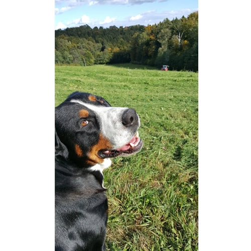 Mr.Pet spletna trgovina