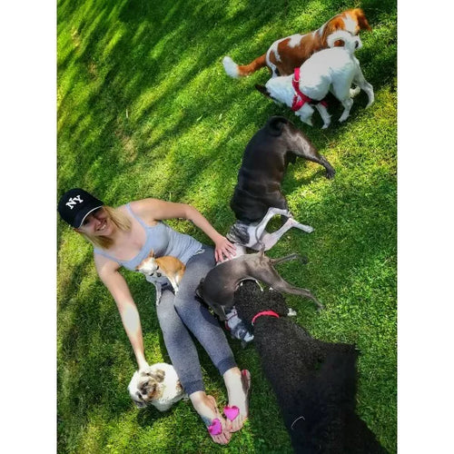 Spletna trgovina Mr.Pet