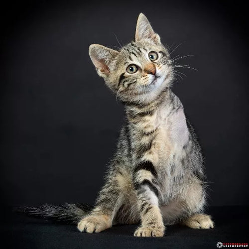 Spletna trgovina Mr.Pet