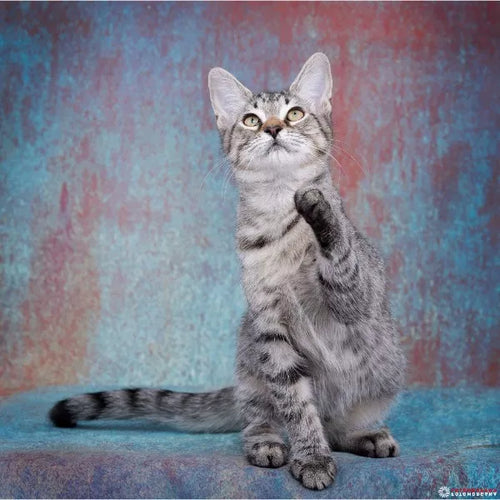 Spletna trgovina Mr.Pet