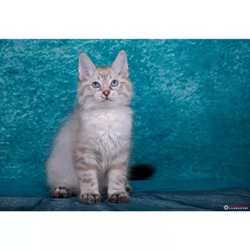 Spletna trgovina Mr.Pet