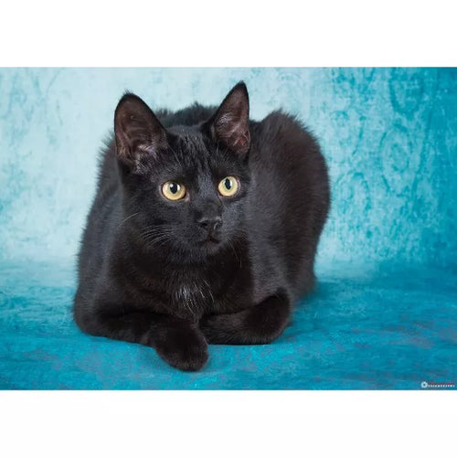 Spletna trgovina Mr.Pet