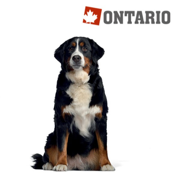 Ontario Adult Large - 7 rib in riž (2)