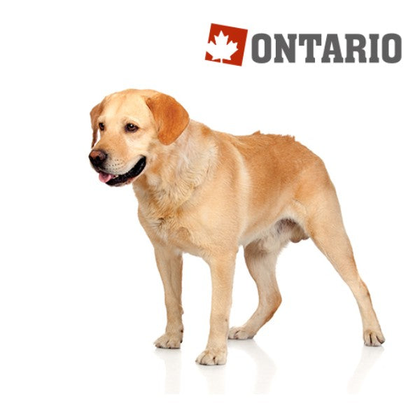 Ontario Senior Large - piščanec in krompir (2)