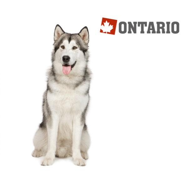 Ontario Adult Medium - piščanec in krompir (2)